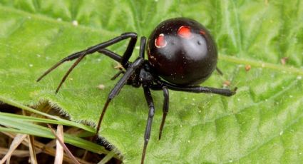 Araña viuda negra: pide salud protegerse ante su picadura; 46 han sido hospitalizados en Tamaulipas