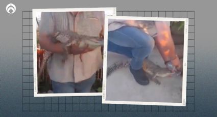 (VIDEO) Cocodrilo espanta a hombre en el patio de su casa en Culiacán; estaba 'tomando el sol'