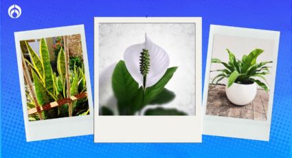 Las 5 mejores plantas si tu casa tiene poca luz; son super resistentes y atraen la abundancia