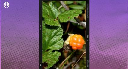 La planta frutal que es muy resiste a las sequías y crece en cualquier tipo de tierra