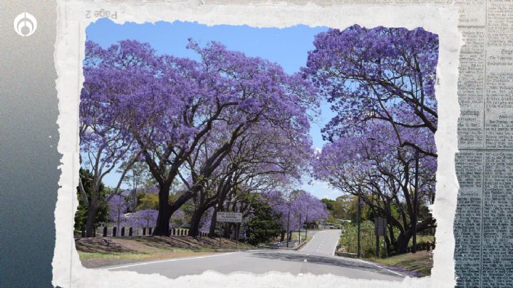 El secreto para tener un árbol de jacarandas en tu banqueta y embellecer tu casa