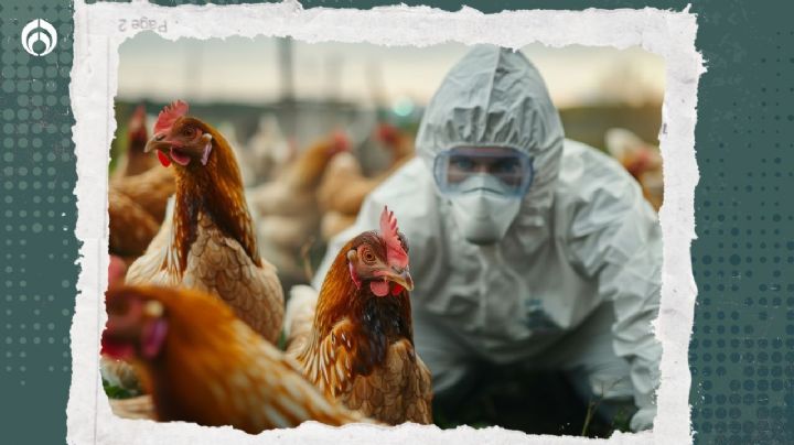 Gripe aviar: OMS reporta el primer caso humano del virus A(H5N1) en Australia