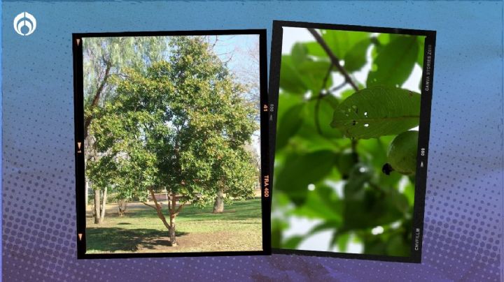 Este es el mejor árbol frutal para plantar en tu banqueta; te dará mucha sombra y deliciosos frutos