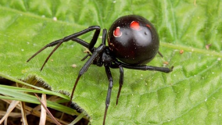 Araña viuda negra: pide salud protegerse ante su picadura; 46 han sido hospitalizados en Tamaulipas