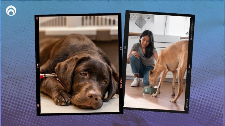 Perros: cómo preparar un suero casero para lomitos deshidratados