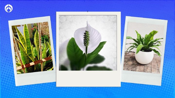 Las 5 mejores plantas si tu casa tiene poca luz; son super resistentes y atraen la abundancia