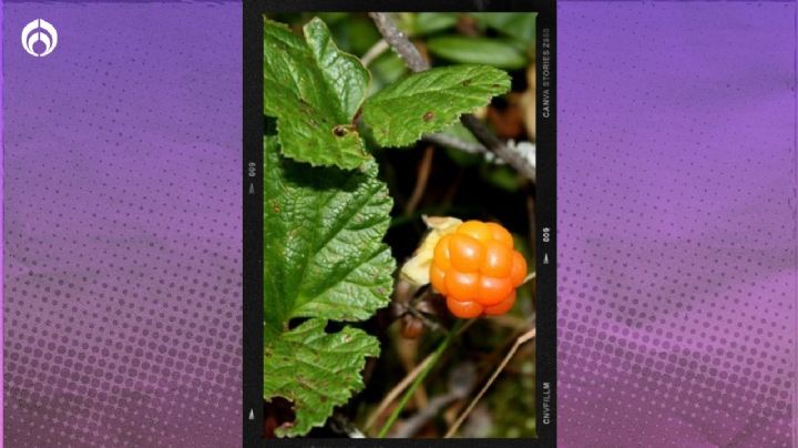 La planta frutal que es muy resiste a las sequías y crece en cualquier tipo de tierra