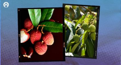 Árbol de lichi: así puedes plantarlo en casa para que te dé deliciosos frutos y crezca fuerte