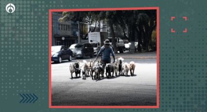 Registro de paseadores de perros en CDMX: requisitos y pasos para inscribirte