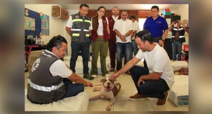 Huracán Beryl: conoce el primer refugio pet friendly en Cancún para tus mascotas