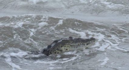 Intensas lluvias liberan cocodrilos; piden a la población precaución ante reptiles