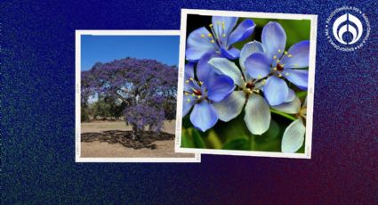 El árbol que es considerado el más bonito del mundo, no levanta banquetas y da ‘sombrita’