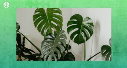 El lugar ideal para colocar tu planta Monstera y que tenga enormes hojas verdes de estilo tropical