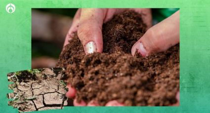 Tip de jardineros para reutilizar la tierra de las plantas que se marchitaron y no gastar de más