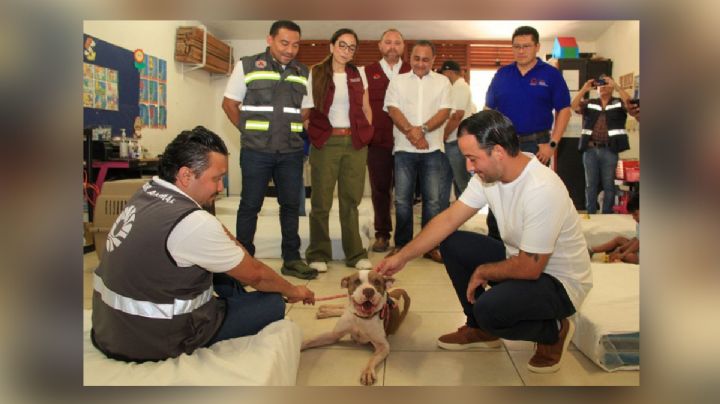 Huracán Beryl: conoce el primer refugio pet friendly en Cancún para tus mascotas