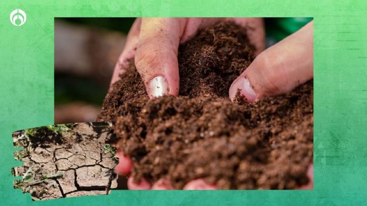 Tip de jardineros para reutilizar la tierra de las plantas que se marchitaron y no gastar de más