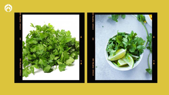 La mezcla secreta con azúcar que hará que tu planta de cilantro siga creciendo y no se seque