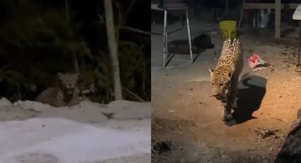 (VIDEO) Jaguares en Cancún: graban a felinos en Arco Norte; uno fue bautizado como 'Aloja'