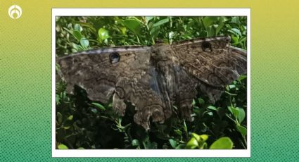 Temporada de la mariposa de la muerte: cómo ahuyentar de casa a la polilla que todos temen