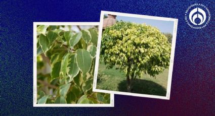 El árbol que no levanta las banquetas ni toca el cableado y todo el año tiene hojas