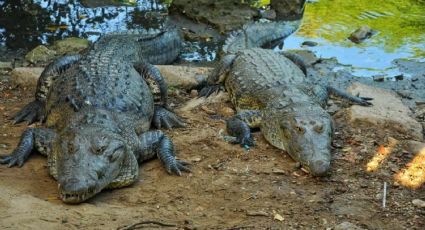 Alerta por invasión de cocodrilos en Tamaulipas: capturan y resguardan a 165 reptiles