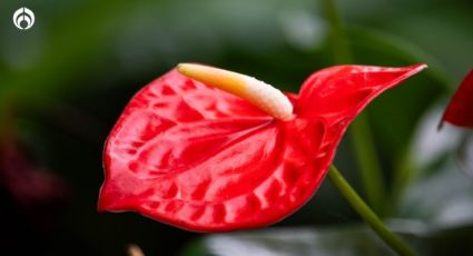 ¿Dónde colocar los anturios en casa, según el Feng Shui, para eliminar la mala vibra?