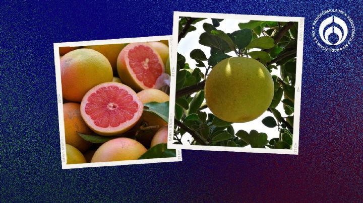 Árbol de toronjas: ¿cómo plantarlo para que dé frutas jugosas en poco tiempo?