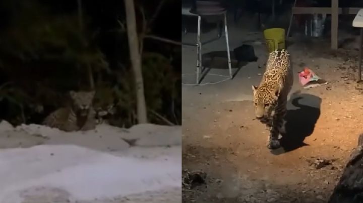 (VIDEO) Jaguares en Cancún: graban a felinos en Arco Norte; uno fue bautizado como 'Aloja'