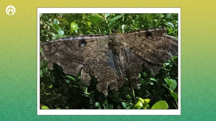 Temporada de la mariposa de la muerte: cómo ahuyentar de casa a la polilla que todos temen