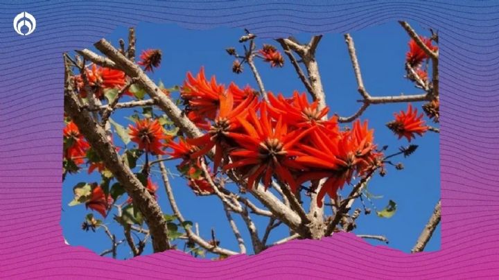 El árbol medicinal que atrae colibríes, ideal para jardines pequeños y no dañará tu banqueta