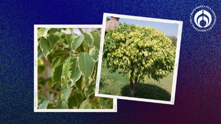 El árbol que no levanta las banquetas ni toca el cableado y todo el año tiene hojas