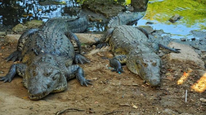 Alerta por invasión de cocodrilos en Tamaulipas: capturan y resguardan a 165 reptiles