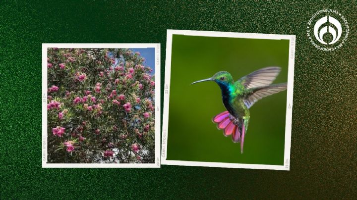 El árbol mexicano y florido para tu banqueta: atrae colibríes y es de bajo mantenimiento