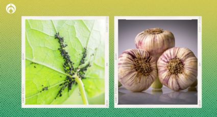 Cómo eliminar las plagas de plantas con cáscara de ajo: acaba con el pulgón, mosca blanca y más