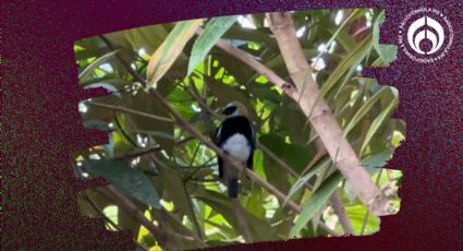 El árbol que da mucha sombra, frutos y es un imán para todo tipo de aves