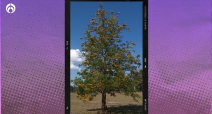 El árbol que crece super rápido, mantiene sus hojas todo el año y crece hasta 30m para tu jardín