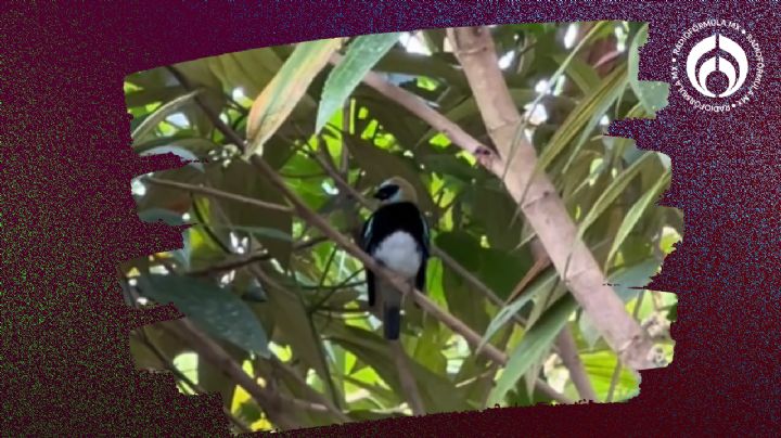 El árbol que da mucha sombra, frutos y es un imán para todo tipo de aves