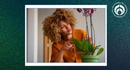 Esta es la forma más sencilla para reproducir tus orquídeas en casa y den muchas flores