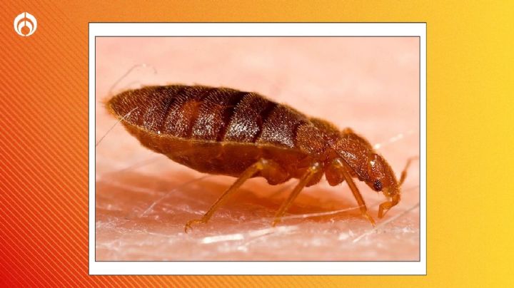 Temporada de chinches: este es el olor en tu casa que más las atrae y puedes evitar de inmediato