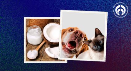 Aceite de coco: ¿cómo se usa en perritos y gatitos y cuáles son los beneficios?