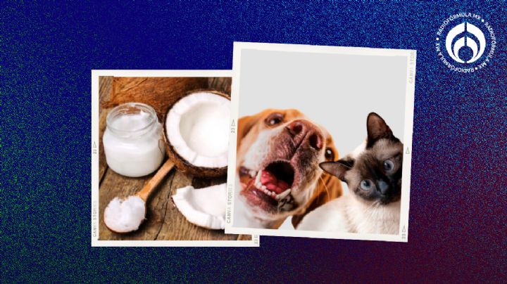 Aceite de coco: ¿cómo se usa en perritos y gatitos y cuáles son los beneficios?