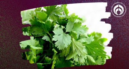 La forma correcta de guardar el cilantro y espinacas para que te duren frescas por más tiempo