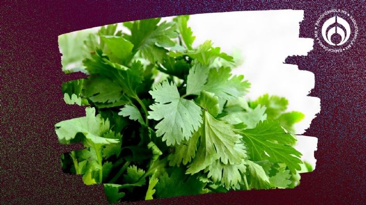 La forma correcta de guardar el cilantro y espinacas para que te duren frescas por más tiempo