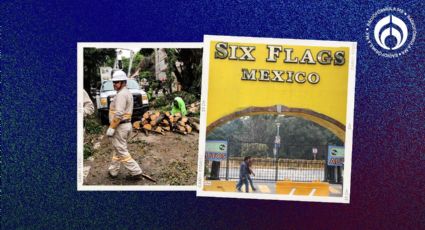 Hablando de Six Flags… Estas son las sanciones en CDMX para quienes derriben árboles