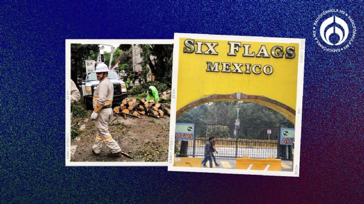 Hablando de Six Flags… Estas son las sanciones en CDMX para quienes derriben árboles