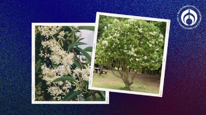 El árbol resistente de tamaño mediano y que no se le caen las hojas en todo el año