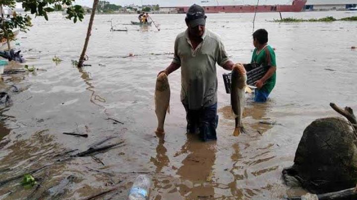 Denuncian estafa en programas federales de pesca por falsos gestores en Tamaulipas