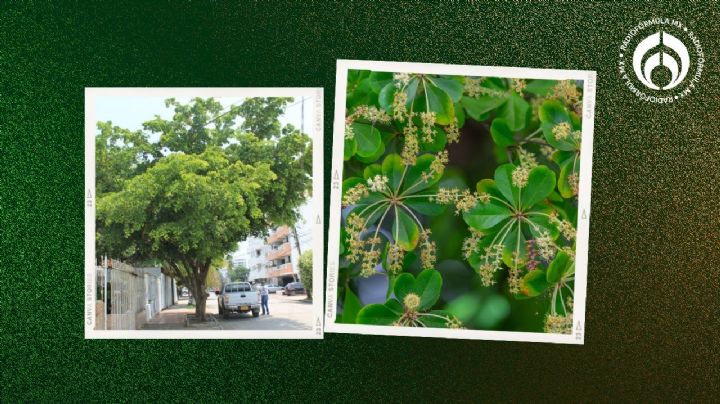 El hermoso árbol mexicano para tu banqueta resistente a plagas y fuertes vientos