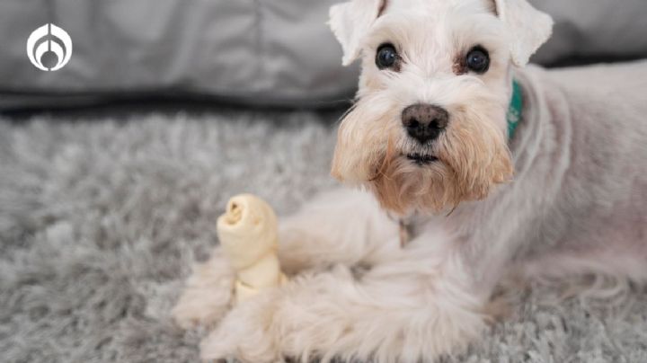 El truco efectivo para que no se le caiga el pelo a tu perro