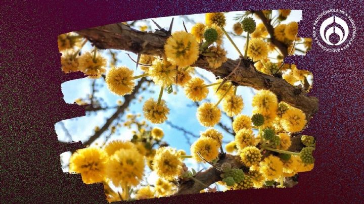 Este árbol es de bajo mantenimiento, no necesita mucha agua y sus flores huelen muy rico